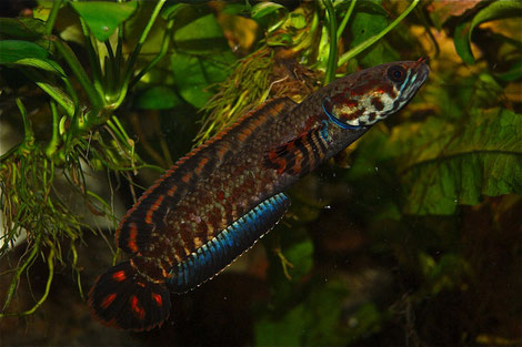 Schön gefärbter Channa bleheri. Foto by Pascal Antler