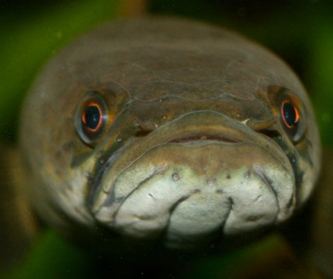 Fireback Portrait