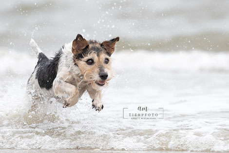 Parson Terrier beim Fotoworkshop