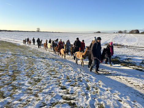 Winterzauber mit Alpakas & Lamas