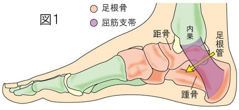 足根管