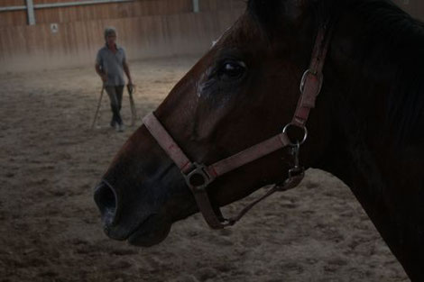 Equitazione e arti marziali, sicurezza a cavallo, esercizi