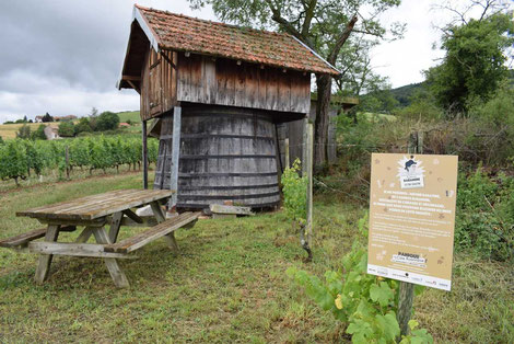 cote-roannaise-oenotourisme-jeud-de-piste-dans-le-vignoble