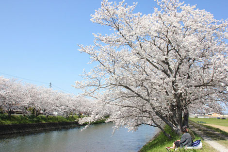 池田川の桜