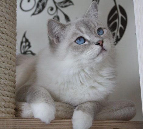 Solid Mink Point Good Natured Paw Ragdolls