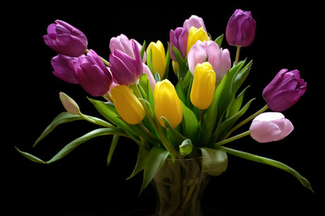 Colorful tulips with a black background.
