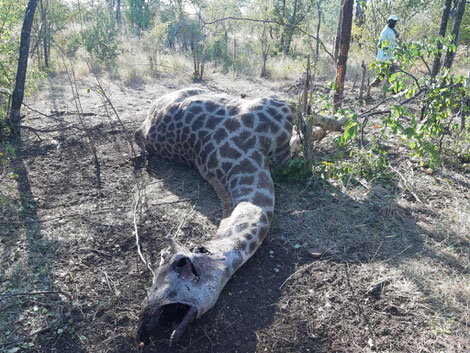 Gewilderte Giraffe
