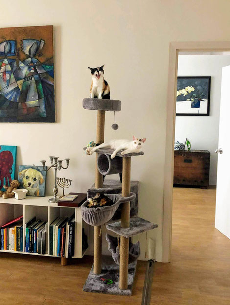 Betreuung-unserer-Katzen-erfolgt-durch-professionelle-Katzennanny-in-Saigon