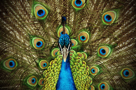 Pfau in Birgits Tiergarten