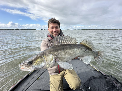 Strammer Zander gefangen auf den Reel Shad 10cm 
