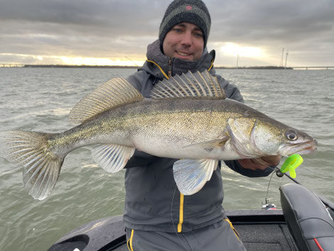 Reel Shad - Gummifisch für kapitale Zander 