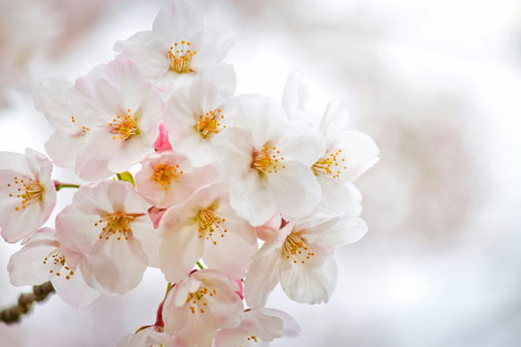 桜の花