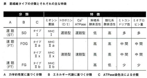 筋線維タイプの分類とそれぞれの主な特徴