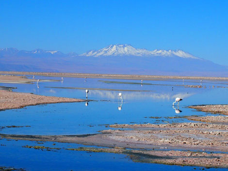 Famingos on the salt flats in the Atacama - Dante Harker