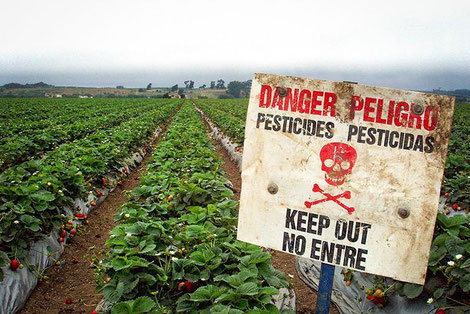 A sign outside a strawberry that advises people to not go near the strawberries if they have been sprayed with pesticide