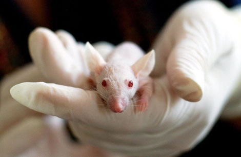 A picture of a white rat with red eyes used that's possibly used for animal testing