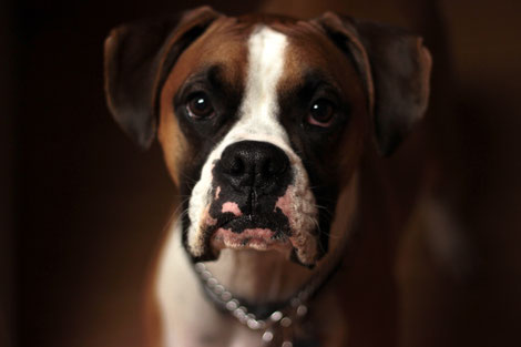 Des Home-sitters racontent une garde de chien pendant les vacances