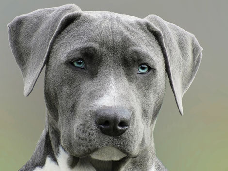 comment faire garder son chien