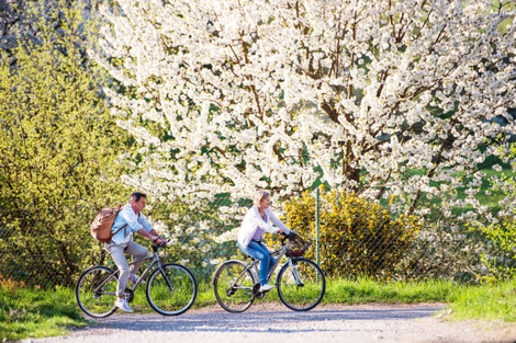 Radfahrer auf Radweg bei Kirschbaumblühte