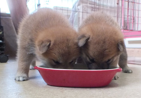 離乳食を食べているさくらの小犬たちの画像