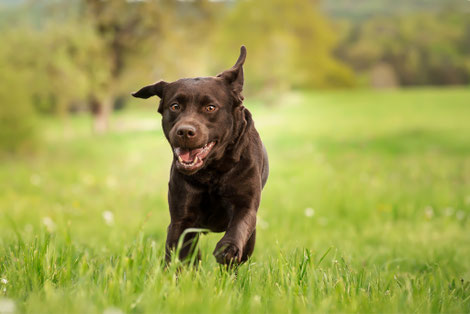 Labrador rennt frei durch die Wiese, Hundephysiotherapie für Beweglichkeit und Vitalität