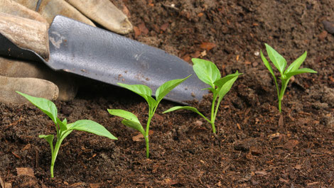 Manera practica de utilizar los fertilizantes, vivero valentín