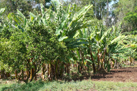 Klimawandel-Report: C3-Pflanzen: Palmen und Bananenstauden