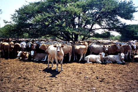 www.klimawandel-report.com; Rinderherde in Botswana; Methanausstoß durch die Verdauung = 300-500 l Methan je Tier und Tag