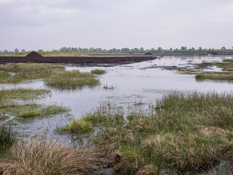 www.klimawandel-report.com; Moore, Wiedervernässung, CO2-Speicher