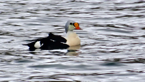 eider à tête grise