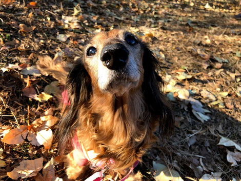 愛犬ドルチェ、昨年15歳になりました