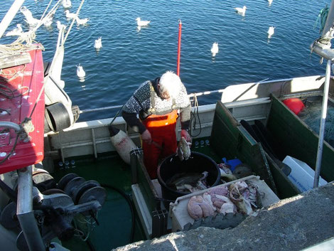 Fischerhafen von Alesund