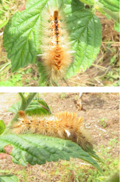 年5月 富岡果樹園 兵庫県佐用町 三日月