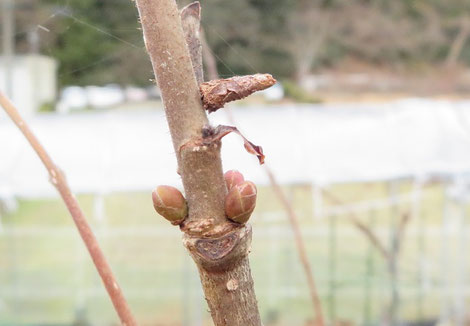 年1月 富岡果樹園 兵庫県佐用町 三日月
