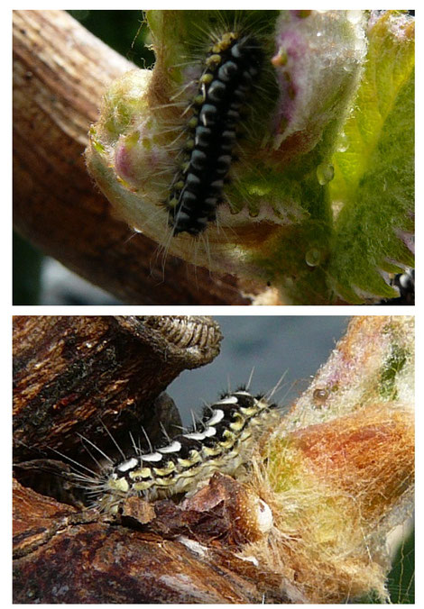 ルリイロスカシクロバの幼虫 ぶどうの害虫 富岡果樹園 兵庫県佐用町 三日月