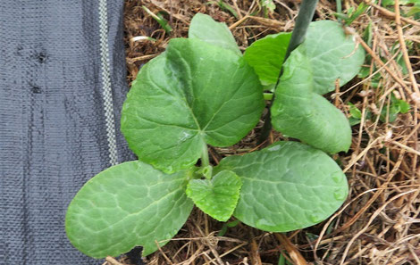 そうめんかぼちゃの双葉 富岡果樹園 兵庫県佐用町 三日月