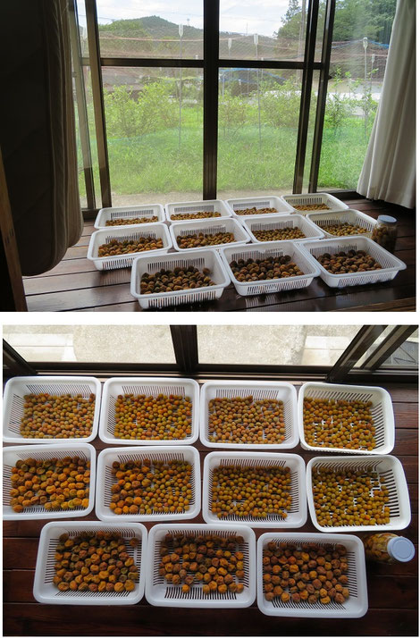 キッチンツールのセットA オリーブの木 レモン絞り・すり鉢