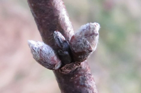 アーモンドの花芽と葉芽 富岡果樹園 兵庫県佐用町 三日月