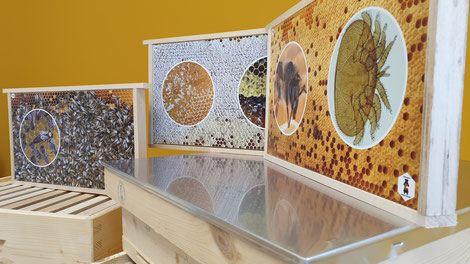 Insgesamt 30 Fotorähmchen spiegeln das Leben der Bienen im Bienenstock wieder