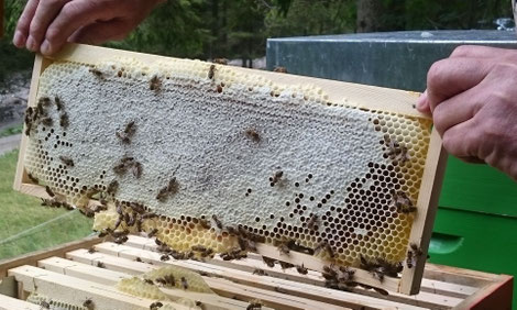 Erntereifes, großteils verdeckeltes Honigrähmchen