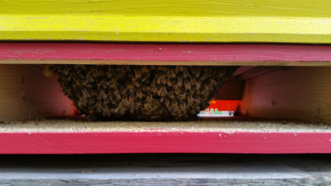 Im Stockinneren erzeugen die Bienen Temperaturen von bis zu 24°Grad Celsius