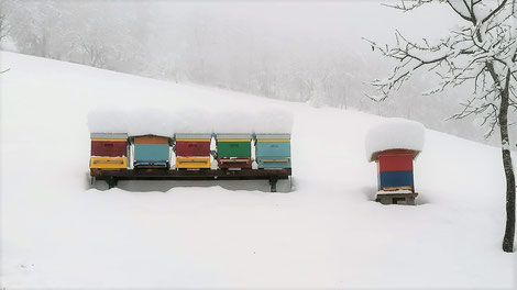 Winterbienen können bis zu 8 Monate alt werden. Sommerbienen nur 4 bis 6 Wochen.