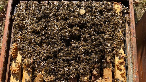 Solche Bilder lassen die Imkerherzen höher schlagen: Starke Carnica-Reinzucht-Bienenvölker