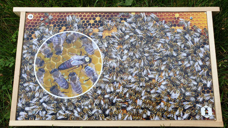 1 mm bedruckte Kunststoffplatten mit Abbildungen aus dem Bienenvolk wurden aufgeklebt