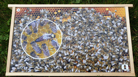 3 mm bedruckte und aufgeschraubte Aluverbundplatten mit Abbildungen aus dem Bienenvolk
