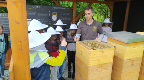 Im Oktober findet der erste Kurs zum zertifizierten Bienenpädagogen in Kärnten statt