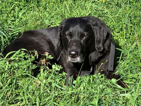 Labradorhündin Emily auf Wiese liegt im Gras