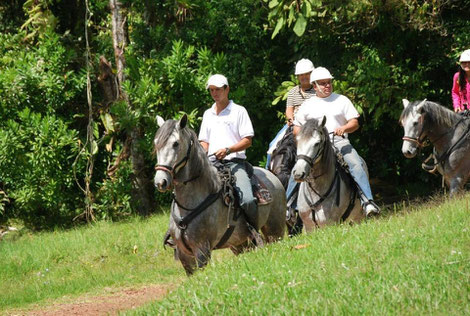 pferd costa rica reiten pura vida 