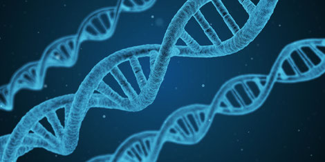 blau eingefärbte DNA-Stränge