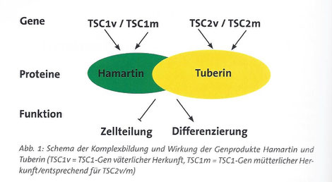 Schaubild mit der Wirkung der Proteine Hamartin und Suberin auf Zellteilung und Differenzierung